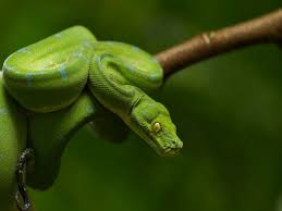 Navigate different cities around the world in this rendition of the classic arcade game snake. World Snake Day 9 Stunning Facts About Snakes