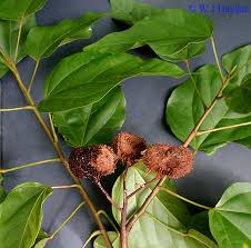 Image result for Bixa orellana