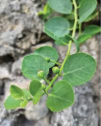 Image result for Caperonia serrata