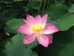 Immagine Gratis Su Pixabay Loto Fiore Fiore Di Loto Fiori Fiore Di Loto Loti