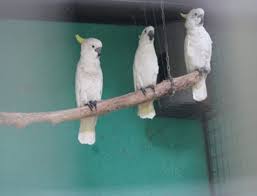 Sarapan Sepasang Kakatua