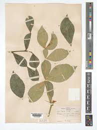 Image result for Citropsis