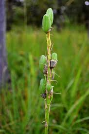 Image result for Aloe nuttii