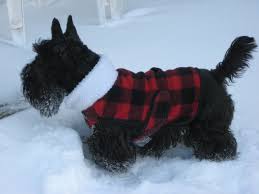 Snow Dog Fergus Loved Winter Scottie Dog Raining Cats And Dogs Snow Dogs