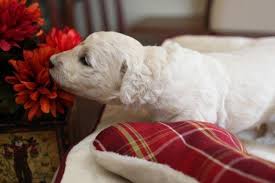 Our puppies are perfect for any family who's ready to bring a pet home. Mini Toy Goldendoodle Puppies For Sale In Evans Georgia Classified Americanlisted Com