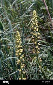 Image result for Resedaceae