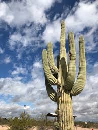 While the immediate results of a such a terrarium can be very attractive, the future of the project is doomed from the start. Five Spots For Springtime Outdoor Adventures In Mesa Phoenix New Times