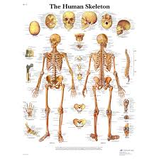 This science quiz game will help you learn 15 of the most important bones. 3b Scientific The Human Skeleton Chart