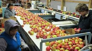 Michigan Growers Trying To Get Apples To Doze Off Wpde