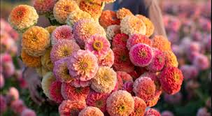 The Most Exciting Seeds in Gardening Catalogs This Year | Lifehacker