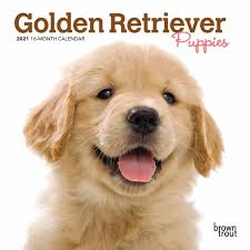 We want to invite you to check out our page for pictures and reach out for more information or to schedule a puppy meeting! Golden Retriever Puppies Mini Calendar 2021 At Calendar Club