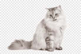 Check spelling or type a new query. Siberian Cat Norwegian Forest Cat British Semi Longhair Kitten Domestic Long Haired Cat Cats Mammal Animals Png Pngegg