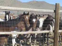 Discover horses for sale from trusted sellers. Apnewsbreak New Pen May Allow Sale Of Horses For Slaughter