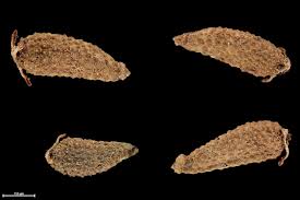 Image result for Adenostemma viscosum