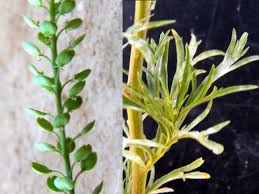Image result for Lepidium bonariense