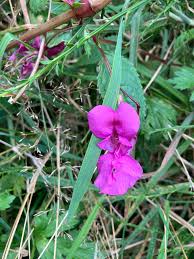Image result for Impatiens zombensis
