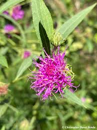 Image result for Vernonia smithiana