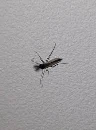 Warum im jahr 2020 lavendel, essig und wasserbeutel völlig oldschool sind und was wirklich hilft. Komische Fliegen Im Haus Tiere Fliege