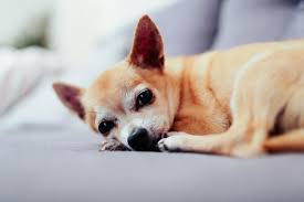 Où on se serrait dans les bras. Incontinence Urinaire Du Chien Causes Et Traitement Par L Homeopathie