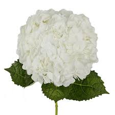 Same day flowers delivery allows you to send flowers today giving you a little wiggle room if cheap flower delivery near me. Buy Flowers In Bulk Near Me Fresh Sunflowers Wedding Flowers Sam S Club Sam S Club