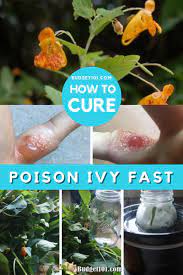 What is the best natural remedy for poison ivy? Overnight Poison Ivy Remedy By Budget101 Com