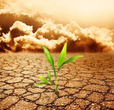 The effects of climate change span the physical environment, ecosystems and human societies. How Climate Change Impacts The Economy