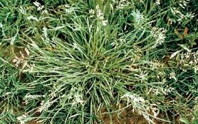 Image result for Poa