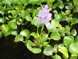 I Love Water Hyacinth Too Bad It S Illegal In Texas Sob Pond Plants Aquatic Plants Plants