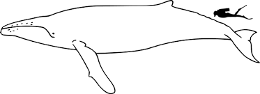 The length of a whale shark ranges from 18 to 328 feet. Datei Humpback Whale Size Svg Wikipedia