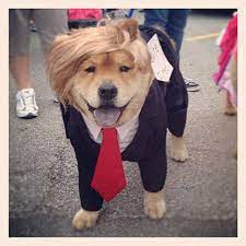 15 Of The Best Diy Halloween Dog Costumes Out There Dog Halloween Costumes Dog Costumes Dog Halloween Costumes Diy