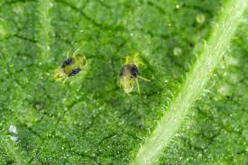 Image result for spotted spider mite