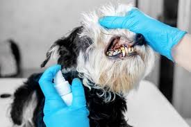 Dentalicious doggy sticks are great treats to give to your dog. How To Clean Tartar Off Dog S Teeth At Home Dog Tartar 101