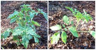 We did not find results for: Growing Determinate Tomato Plants Perfect For Containers