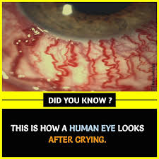 Descubre que personaje de lucifer la serie eres . Pin By Pooh Topia On Amazing Facts True Interesting Facts Cool Science Facts Unbelievable Facts