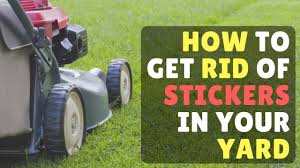Department of agriculture plant hardiness zones. How To Get Rid Of Stickers Goat Heads In Your Yard Youtube