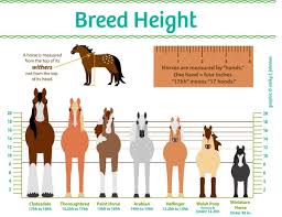 Horse Height Chart Horse Illustrated Horse Breeds Horse