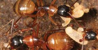 Carpenter ants get their name from their nest building, where they will excavate while black carpenter ants are common, these pests may be a combination of black and red otherwise, the presence of a carpenter ant nest indoors is sometimes indicated by a rustling. What Attracts Carpenter Ants Pest Control Zone