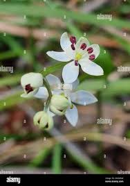 Image result for Wurmbea tenuis