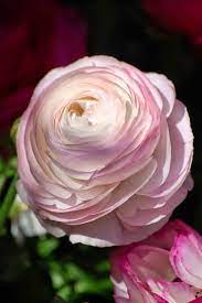 Ranunculus Asiaticus Beautiful Flowers Amazing Flowers Flowers