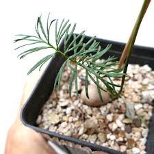 Image result for Macrotyloma stenophyllum