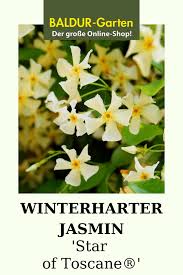 Winterharter Jasmin Star Of Toscane 1a Pflanzen Baldur Garten In 2020 Pflanzen Winterhart Kletterpflanzen