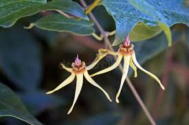 Image result for Turbina longiflora