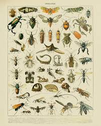 Vintage Insect Print French Insect Chart Biology Poster Etsy Vintage Insect Prints History Posters Insect Art