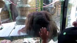 Print advertisement created by porta, chile for buin zoo, within the category: La Orangutan Sandai Buin Zoo Youtube