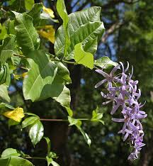 Image result for Petrea