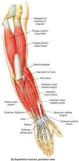 Forearm muscles anatomy, posterior arm muscles, muscles of the arm and forearm, forearm anatomy, arm muscles diagram, deep muscles of forearm our works speak for ourselves ! Muscle Identification Muscle Anatomy Arm Muscle Anatomy Anatomy