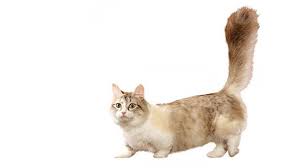We did not find results for: Munchkin Cat Breed Information Purina