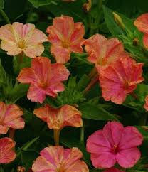 We did not find results for: Four O Clock Seeds Mirabilis Jalapa M Longiflora Perennial Flower Seeds