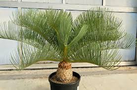 Image result for Trachyandra saltii
