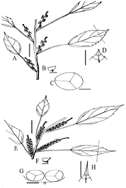 Image result for Acalypha fimbriata